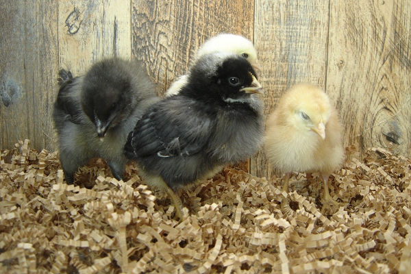 4 Pullet Chicks Week 1